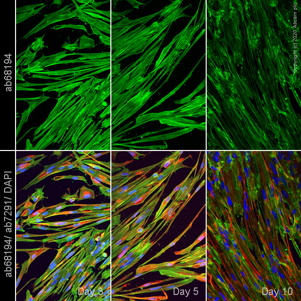 Immunocytochemistry/ Immunofluorescence - ioSkeletal Myocytes - Human iPSC derived cells (ab277612), expandable thumbnail