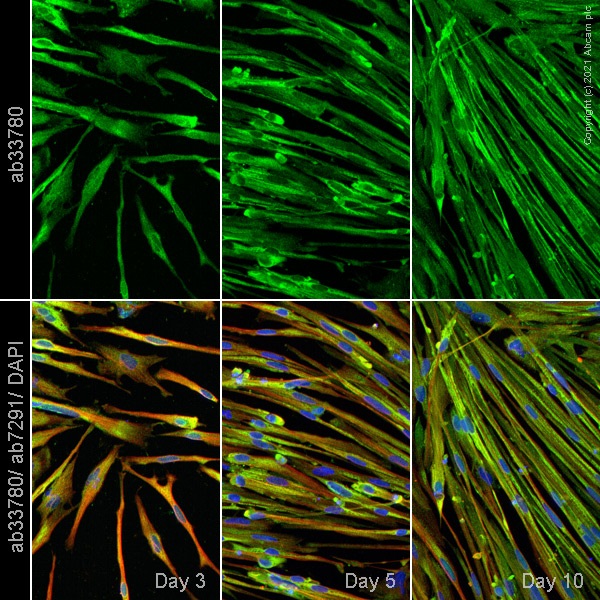 Immunocytochemistry/ Immunofluorescence - ioSkeletal Myocytes - Human iPSC derived cells (ab277612), expandable thumbnail