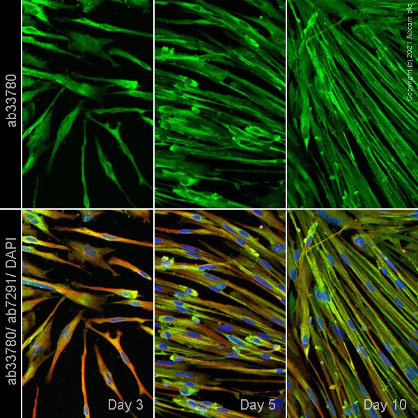 Immunocytochemistry/ Immunofluorescence - ioSkeletal Myocytes - Human iPSC derived cells (AB277612)