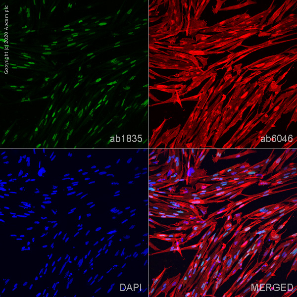 Immunocytochemistry/ Immunofluorescence - ioSkeletal Myocytes - Human iPSC derived cells (ab277612), expandable thumbnail