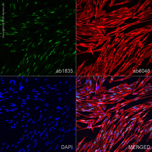 ioSkeletal Myocytes - 人iPSC derived cells (ab277612)| Abcam中文官网