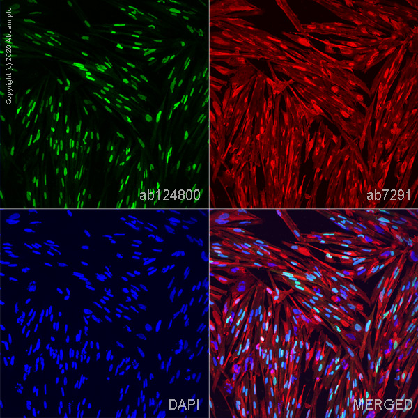 Immunocytochemistry/ Immunofluorescence - ioSkeletal Myocytes - Human iPSC derived cells (ab277612), expandable thumbnail