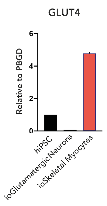 RT-PCR - ioSkeletal Myocytes - Human iPSC derived cells (ab277612), expandable thumbnail