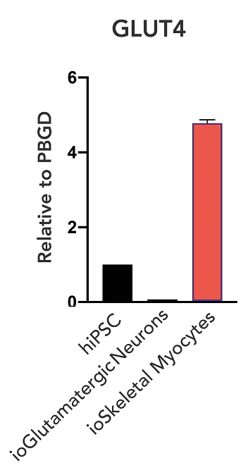 RT-PCR - ioSkeletal Myocytes - Human iPSC derived cells (AB277612)