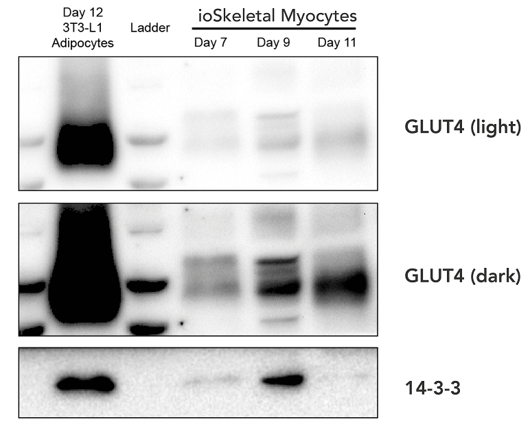 Western blot - ioSkeletal Myocytes - Human iPSC derived cells (ab277612), expandable thumbnail
