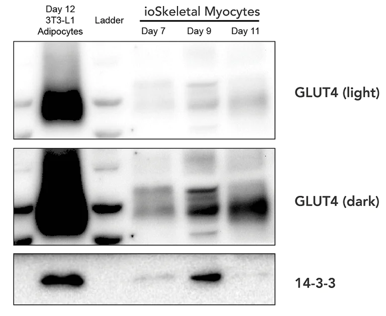 Western blot - ioSkeletal Myocytes - Human iPSC derived cells (AB277612)