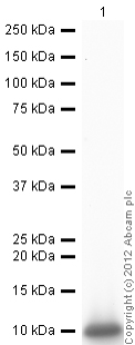 Western blot - Anti-IP10 antibody (AB9807), expandable thumbnail