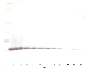 Western blot - Anti-IP10 antibody (AB9938)
