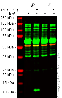 Western blot - Anti-IP10 antibody [EPR20764] (AB214668), expandable thumbnail