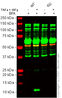 Western blot - Anti-IP10 antibody [EPR20764] (AB214668)