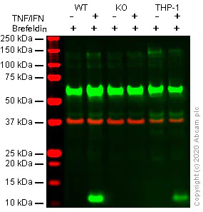 Western blot - Anti-IP10 antibody [EPR20764] - BSA and Azide free (AB224678)