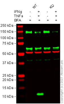 Western blot - Anti-IP10 antibody [EPR20764] - BSA and Azide free (AB224678), expandable thumbnail