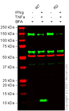Western blot - Anti-IP10 antibody [EPR20764] - BSA and Azide free (AB224678)
