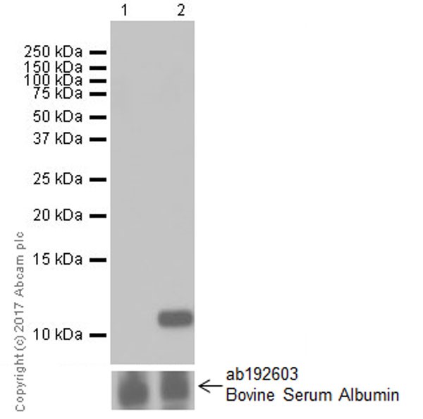 Western blot - Anti-IP10 antibody [EPR20764] - BSA and Azide free (AB224678), expandable thumbnail