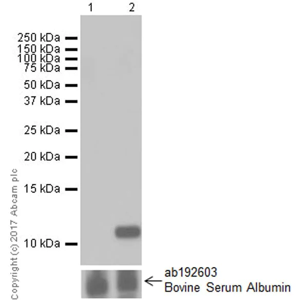 Western blot - Anti-IP10 antibody [EPR20764] - BSA and Azide free (AB224678)