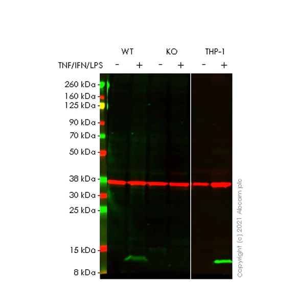 Western blot - Anti-IP10 antibody [EPR24674-12] (AB283681)