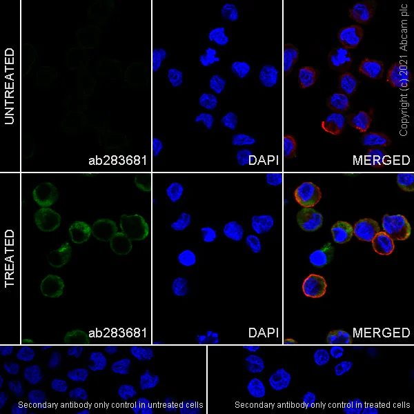 Immunocytochemistry/ Immunofluorescence - Anti-IP10 antibody [EPR24674-12] - BSA and Azide free (AB283708)