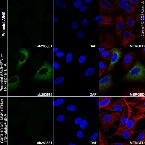 Immunocytochemistry/ Immunofluorescence - Anti-IP10 antibody [EPR24674-12] - BSA and Azide free (AB283708)