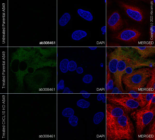 Immunocytochemistry/ Immunofluorescence - Anti-IP10 antibody [EPR27520-63] - BSA and Azide free (AB308462)
