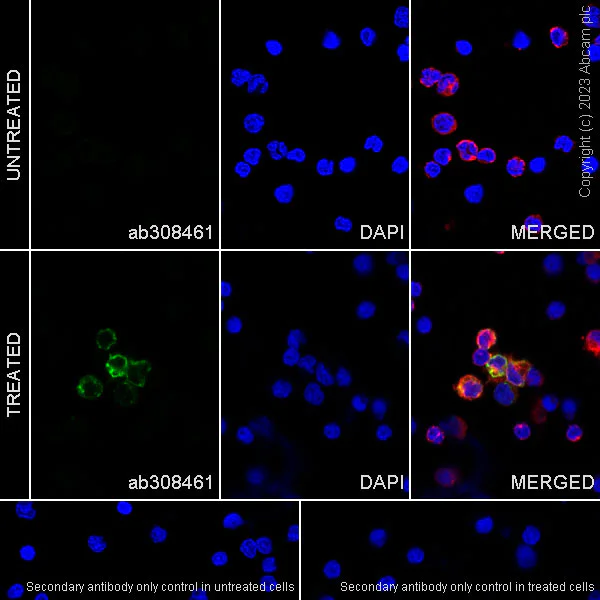 Immunocytochemistry/ Immunofluorescence - Anti-IP10 antibody [EPR27520-63] - BSA and Azide free (AB308462)