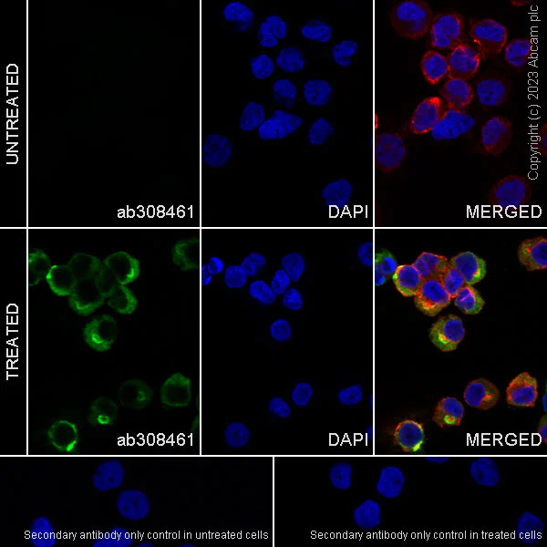 Immunocytochemistry/ Immunofluorescence - Anti-IP10 antibody [EPR27520-63] - BSA and Azide free (AB308462)