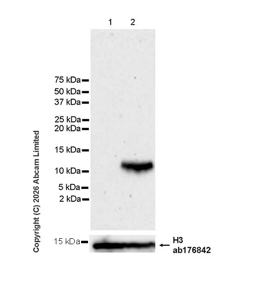 Western blot - Anti-IP10 antibody [EPR30290-10] (AB326046)
