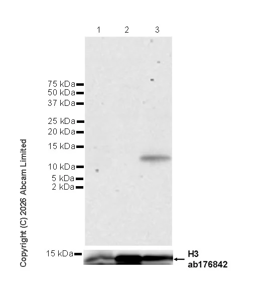 Western blot - Anti-IP10 antibody [EPR30290-10] (AB326046)