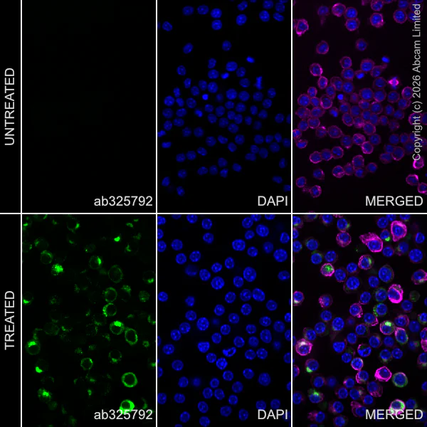 Immunocytochemistry/ Immunofluorescence - Anti-IP10 antibody [EPR30290-22] (AB325792)
