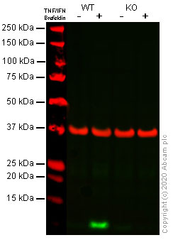 Western blot - Anti-IP10 antibody [EPR7850] (AB137018)