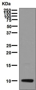 Western blot - Anti-IP10 antibody [EPR7850] - BSA and Azide free (AB248769)