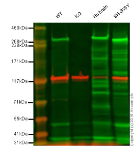 Western blot - Anti-IP3 receptor antibody [EPR4536] - BSA and Azide free (AB248112)
