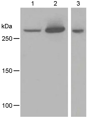 Western blot - Anti-IP3 receptor antibody [EPR4536] - BSA and Azide free (AB248112)