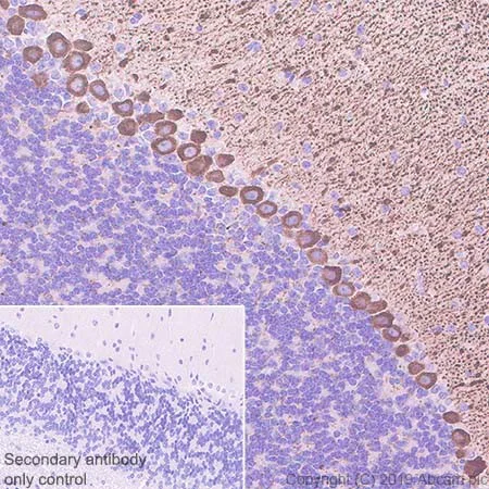 Immunohistochemistry (Formalin/PFA-fixed paraffin-embedded sections) - Anti-IP3 receptor antibody [EPR4537] (AB108517)