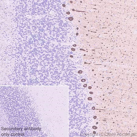 Immunohistochemistry (Formalin/PFA-fixed paraffin-embedded sections) - Anti-IP3 receptor antibody [EPR4537] - BSA and Azide free (AB239933)