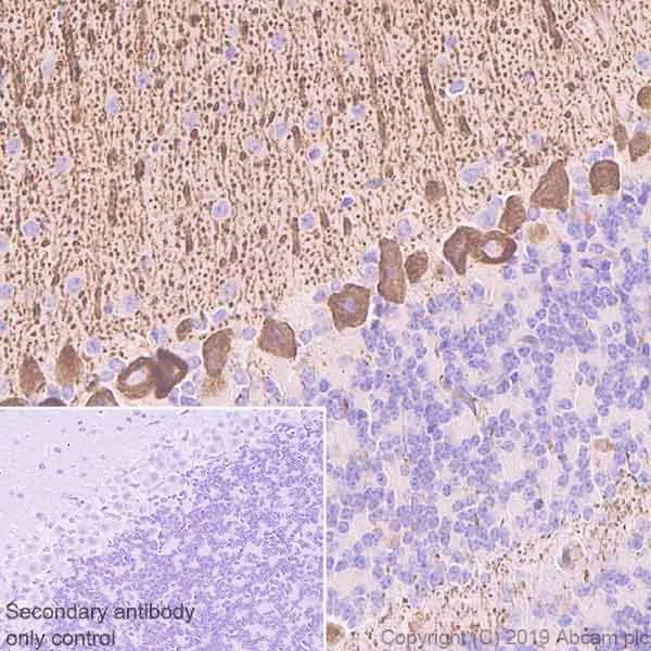 Immunohistochemistry (Formalin/PFA-fixed paraffin-embedded sections) - Anti-IP3 receptor antibody [L24/18] (AB252536)