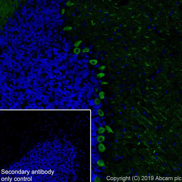 Immunohistochemistry (Frozen sections) - Anti-IP3 receptor antibody [L24/18] (AB252536)