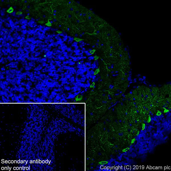 Immunohistochemistry (Frozen sections) - Anti-IP3 receptor antibody [L24/18] (AB252536)