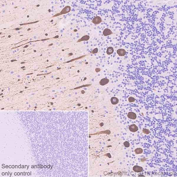 Immunohistochemistry (Formalin/PFA-fixed paraffin-embedded sections) - Anti-IP3 receptor antibody [L24/18] - BSA and Azide free (AB255762)