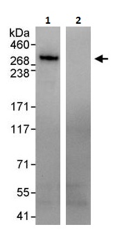 Immunoprecipitation - Anti-IP3R1 antibody (AB264280), expandable thumbnail
