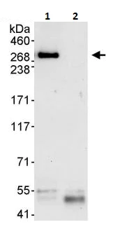 Immunoprecipitation - Anti-IP3R1 antibody (AB264281)