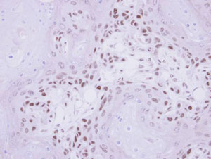 Immunohistochemistry (Formalin/PFA-fixed paraffin-embedded sections) - Anti-IP6K1 antibody (AB96210)