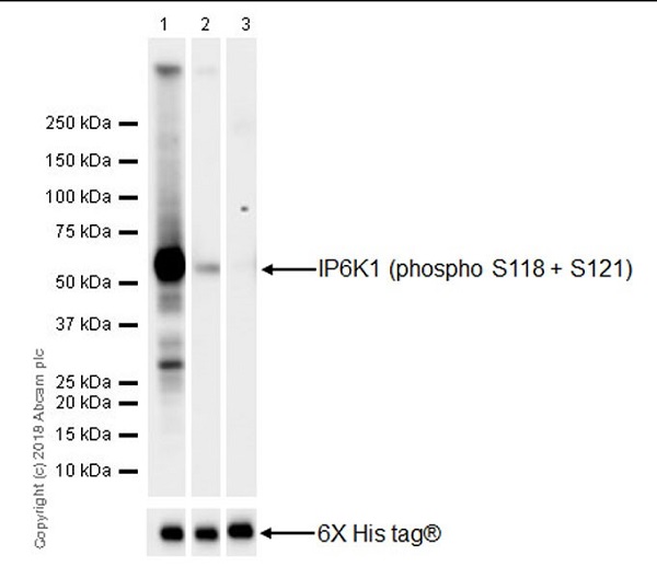 Western blot - Anti-IP6K1 (phospho S118 + S121) antibody [EPR19852] (AB214816), expandable thumbnail