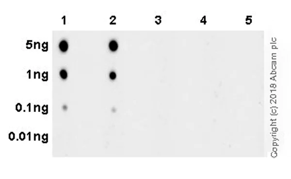 Dot Blot - Anti-IP6K1 (phospho S118 + S121) antibody [EPR19852] - BSA and Azide free (AB238170)