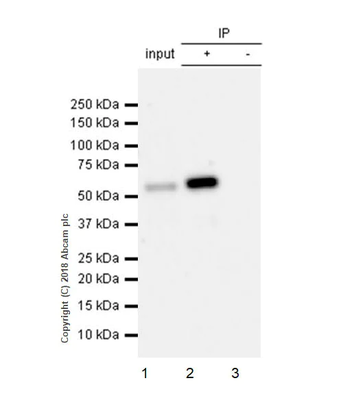 Immunoprecipitation - Anti-IP6K1 (phospho S118 + S121) antibody [EPR19852] - BSA and Azide free (AB238170)