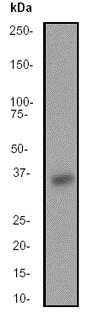 Western blot - Anti-IPL-1/STK13/Aurora C antibody [EP1011Y] - BSA and Azide free (AB247303), expandable thumbnail