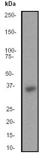 Western blot - Anti-IPL-1/STK13/Aurora C antibody [EP1011Y] - BSA and Azide free (AB247303)