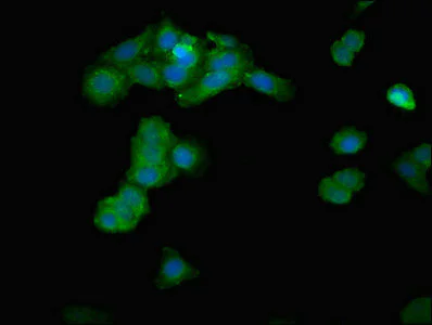 Immunocytochemistry/ Immunofluorescence - Anti-IPP antibody (AB236772)