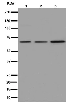 Western blot - Anti-IPP antibody [EPR15575] - BSA and Azide free (AB251133)