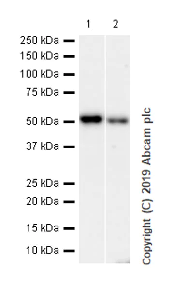Western blot - Anti-IPPK/IPK1 antibody [EPR20893-54] (AB230807)