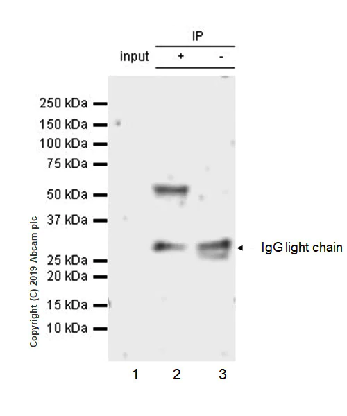 Immunoprecipitation - Anti-IPPK/IPK1 antibody [EPR20893-54] - BSA and Azide free (AB269959)